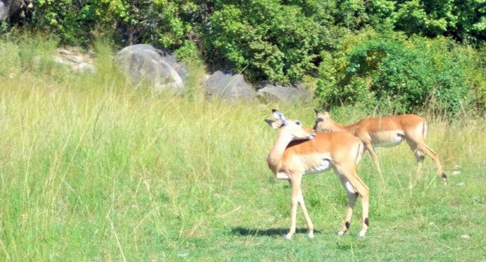 Saanane Island Park friendly animals Impala